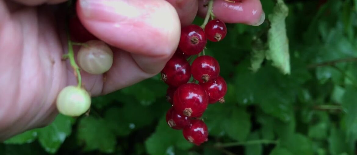 Harvest of Red Berries