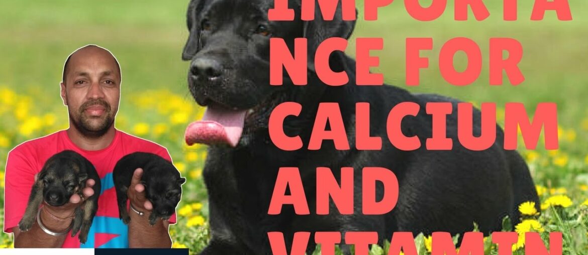 Pet Care - Importance for Calcium And Vitamin - Bhola Shola