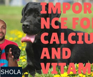 Pet Care - Importance for Calcium And Vitamin - Bhola Shola