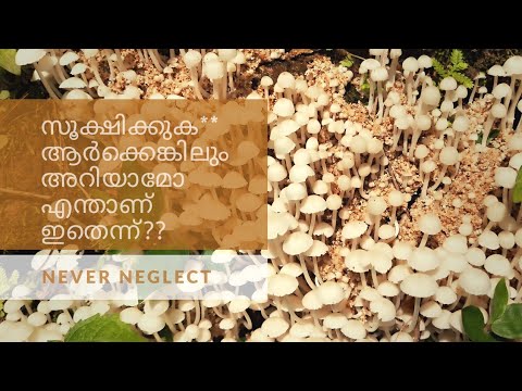 Never neglect!!Kerala mashroom.. stay young!!! know it's benafits.how to find edible from nearby?