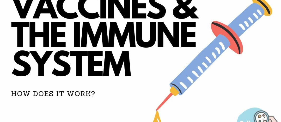 Vaccines & The Immune System: How Does it Work?