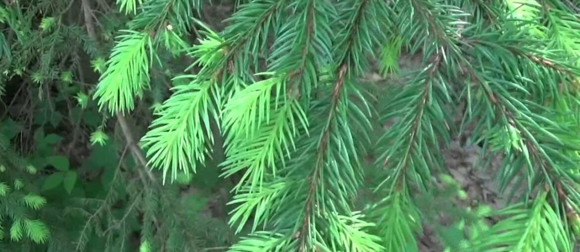 Eat Evergreen Tree Tips Packs More Vitamin C Than Oranges