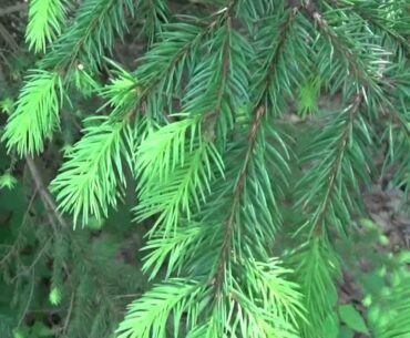 Eat Evergreen Tree Tips Packs More Vitamin C Than Oranges
