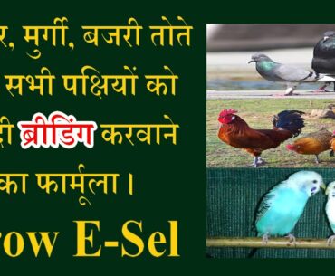 Best Breeding Supplement for All Parrots and Animals Grow E Sel l DSBPets