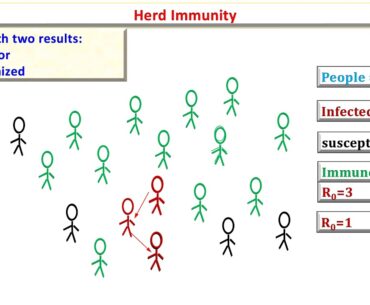 covid -19 Herd Immunity -New York City