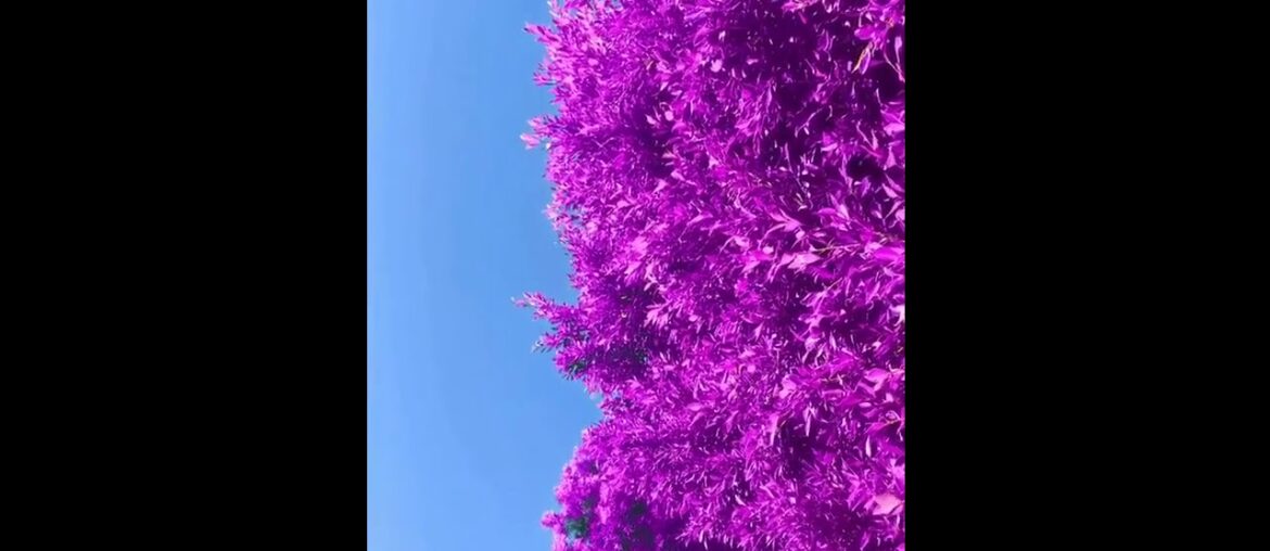 Adam signing the Velvet LP's, getting vitamins/ backyard view/ "Happy Pride/ Adam's stories, June 30