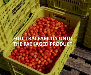 Acerola: Natural source of vitamin C | Duas Rodas