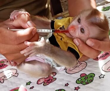 Extra Nourishment!! Dad Feed Multi Vitamin For Little Tiny Jayla Monkey