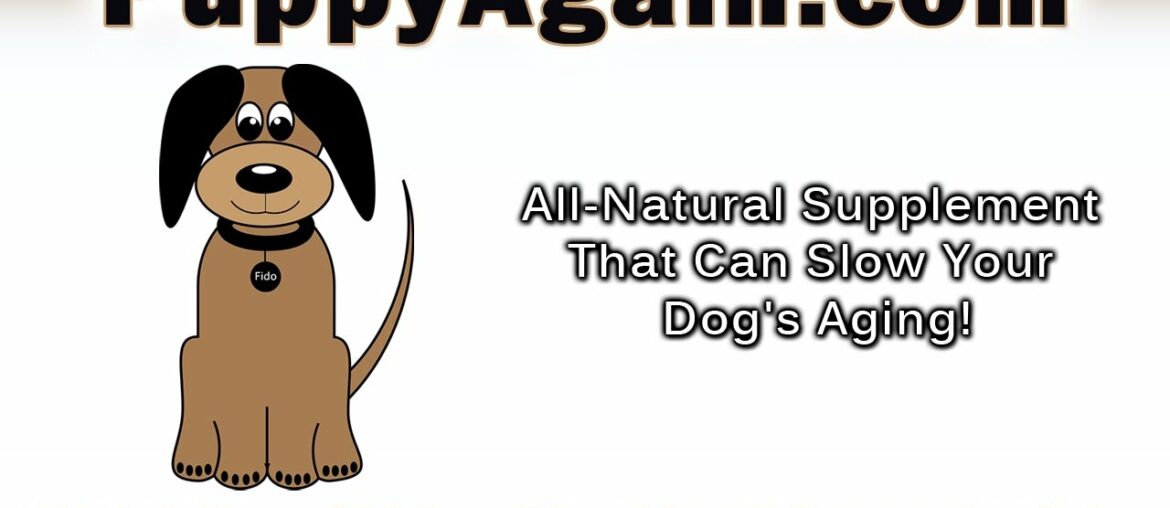 Best Puppy Vitamins Supplements Daily Dog Supplements