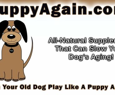 Best Puppy Vitamins Supplements Daily Dog Supplements