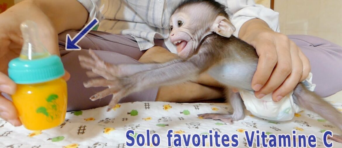 Monkey Solo can't wait he needs vitamin C in urgent instead of milk today