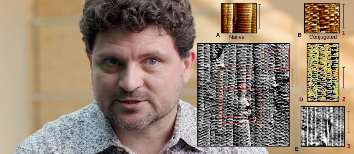 New Research On Collagen Could Influence Treatment of COVID-19