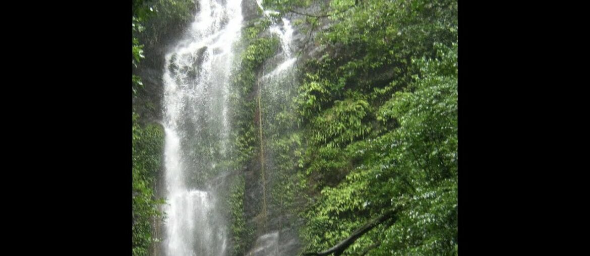 Nature, Forest Bathing, Immunity & COVID-19 : Talk by Dr Anil Sangli with Sripad S (Kannada)