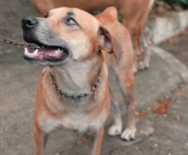 Free Pet Food, Vitamins, and Vaccine!