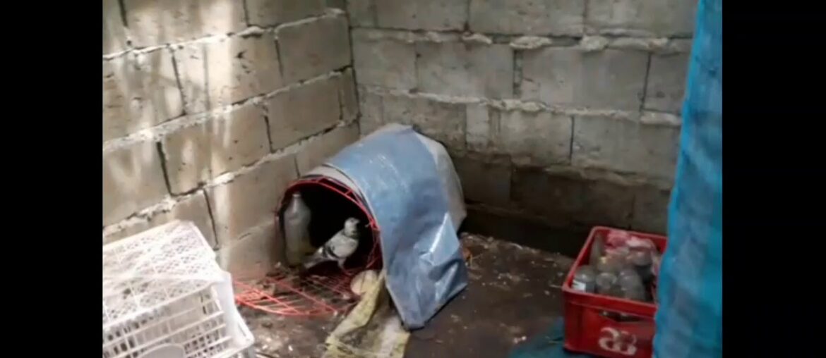 Kalapati | Vitamin for homing instinct ng kalapati ko