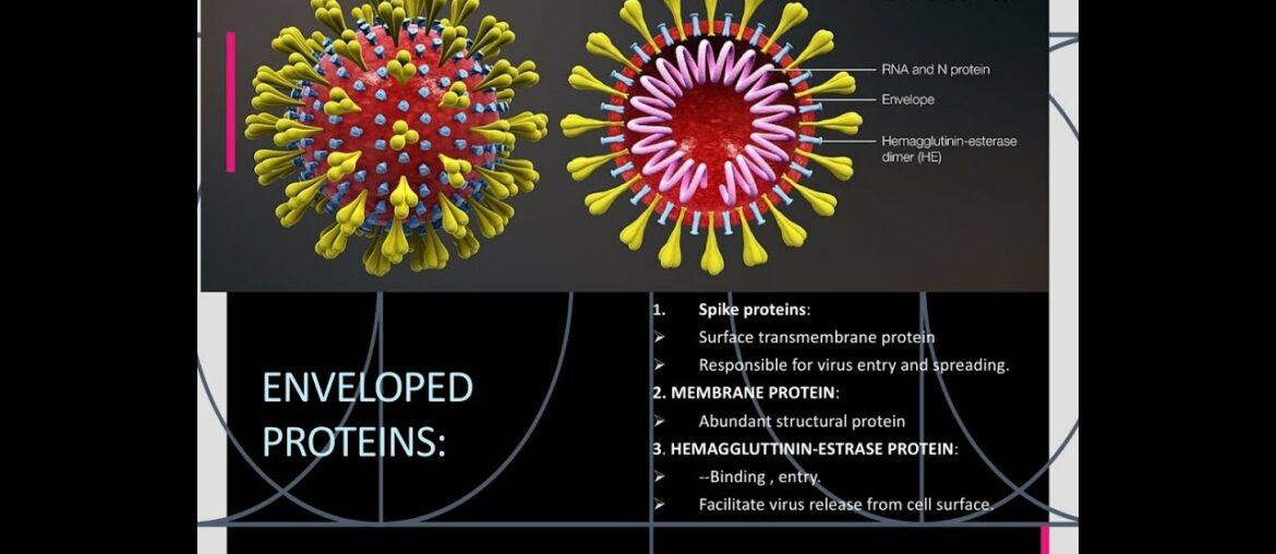 Corona virus complete information in Urdu/ Hindi.