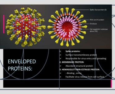 Corona virus complete information in Urdu/ Hindi.