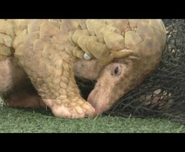 Pandemic puzzle: tracing the origins of COVID-19