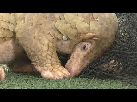 Pandemic puzzle: tracing the origins of COVID-19