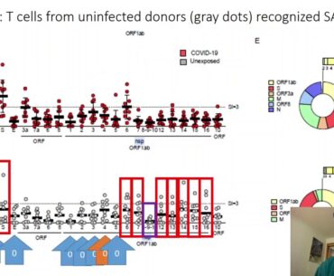 COVID-19 Data Update for July 4 (2/3): Can the common cold protect against COVID-19?