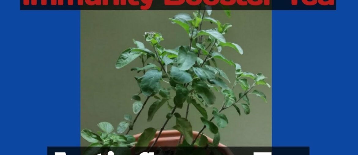 Anti Corona Virus Tea l Anti Cold Tea l  Immunity Booster Tea For Singers l Sataabdi surOsaaz