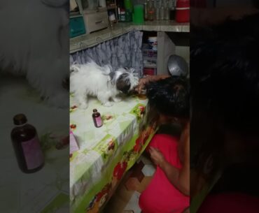 How to give vitamins supplement to your shih tzu puppy using syringe