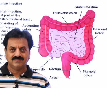 First Year / Chapter 12 / Nutrition / Part 22 / Large intestine / Parts of Large intestine