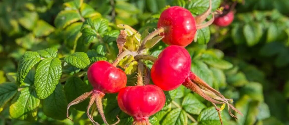 Make Your Own Whole Food Vitamin C Pills