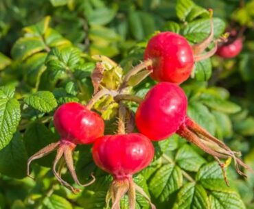 Make Your Own Whole Food Vitamin C Pills