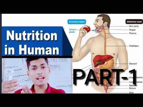 HUMAN NUTRITION AND VITAMINS PART-1