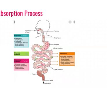 Young Living Supplements Overview