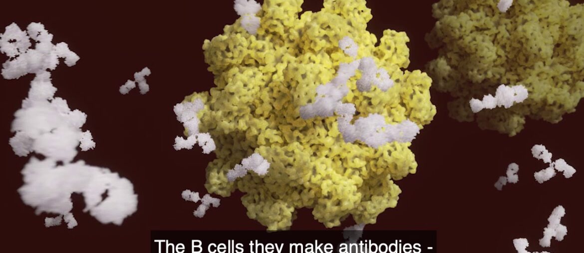 Are you immune after a Covid-19 infection?