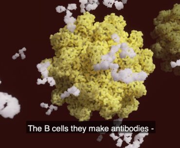 Are you immune after a Covid-19 infection?