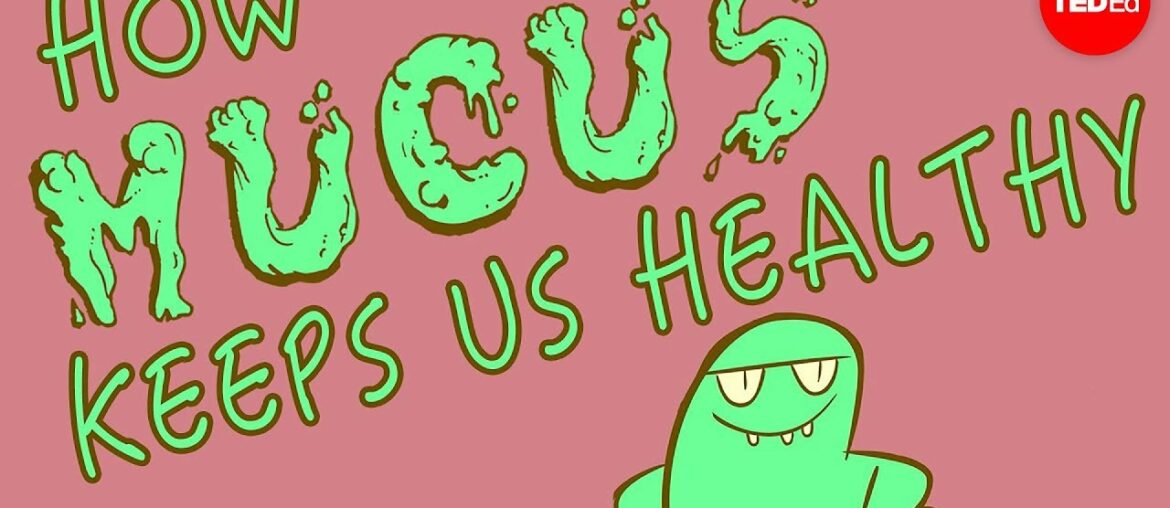 How mucus keeps us healthy - Katharina Ribbeck
