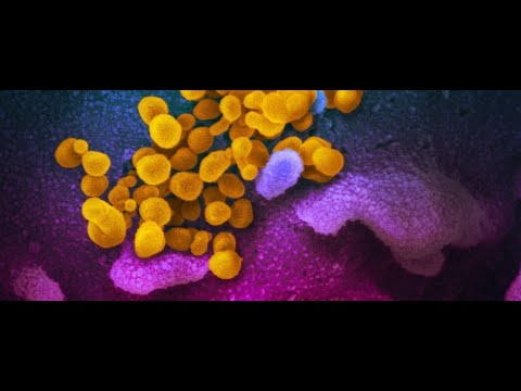 NEWS COVID-19! Major Study Casts Doubt on COVID-19 Herd Immunity After Patient Antibodies Disappear!