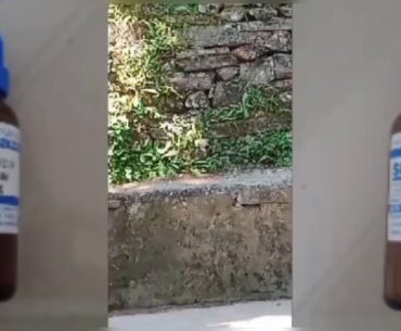 Corona viruses covid19- Immunity booster