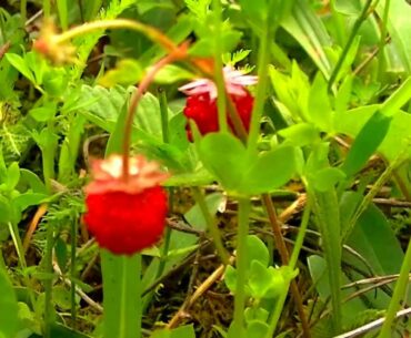 1moment nature eating healthy berries alpine wild strawberry immunity vitamins