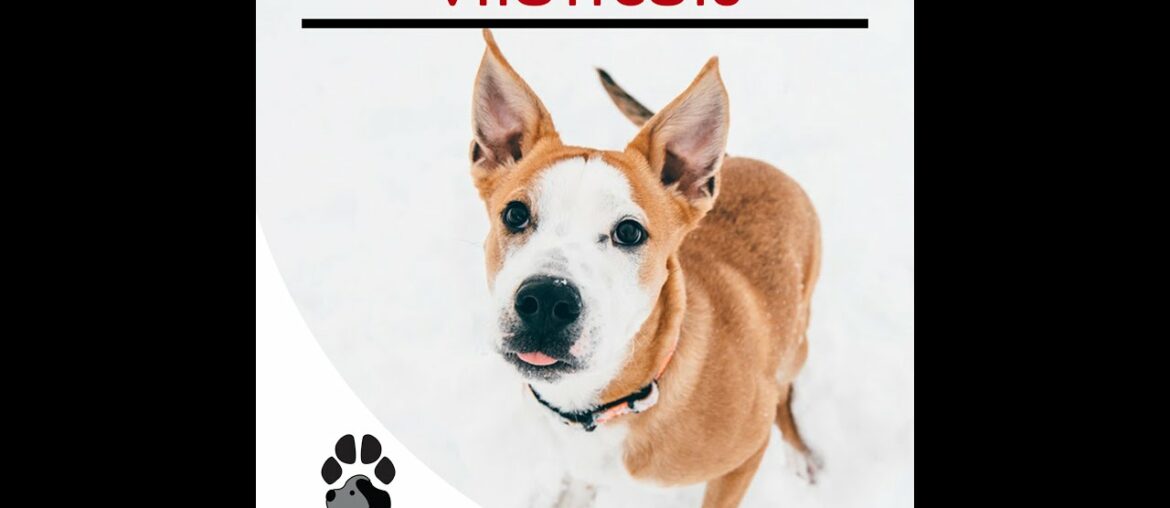 VitaTreats - Dog Vitamins and Supplements - Joint Supplement for Dogs - Dog Multivitamin Chews