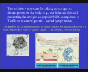The Necessity of the Immune System