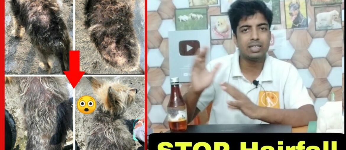 Which is Best vitamin supplement brand to controll hairfall in dog?