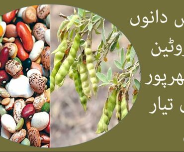 Science Daano Ne Vitamin Sy Bharpoor Phallia Tyar kr Li