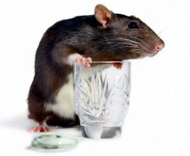 #271: Are Vitamin C & Vitamin E Bad For You? Exercise When You're Sick and More!