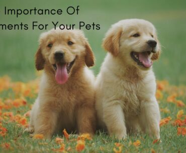 The Importance Of Supplements For Your Pets