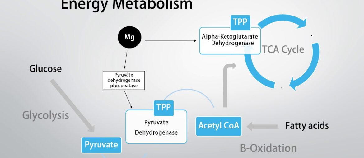 Magnesium Intolerance? Consider Thiamine (Vitamin B1)!