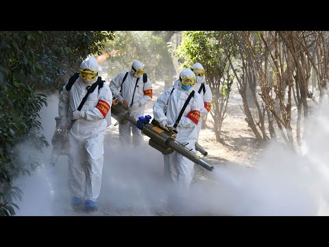 Coronavirus Prevention: Immune System