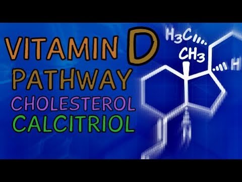 Vitamin D Pathway - Cholesterol, Sunlight and Calcitriol