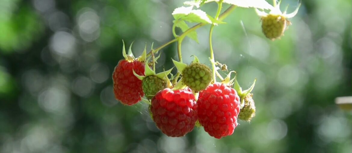 Fruits that richest vitamin c