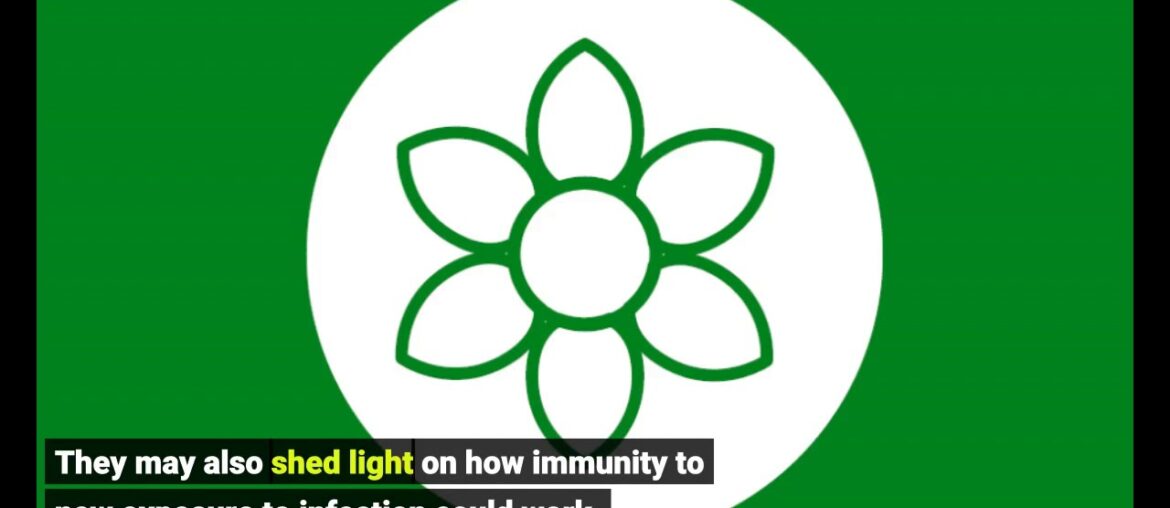 Scientists focus on how immune system T cells fight coronavirus in absence of antibodies