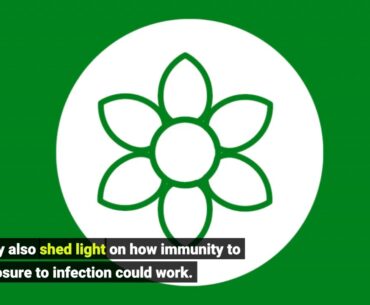 Scientists focus on how immune system T cells fight coronavirus in absence of antibodies