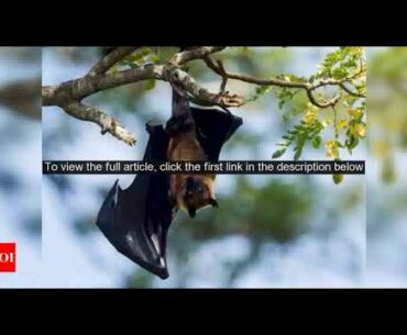 Understanding bat immune system may help identify new Covid-19 drug targets, scientists say - Times